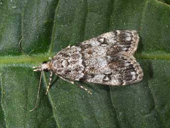 Eudonia lacustrata Panz. adulte - Philippe Mothiron