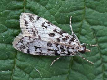 Eudonia laetella Z. adulte - ©Helmut Deutsch