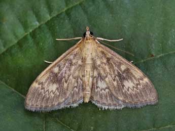 Anania lancealis D. & S. adulte - ©Lionel Taurand