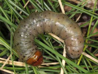  Chenille de Apamea lateritia Hfn. - Wolfgang Wagner, www.pyrgus.de