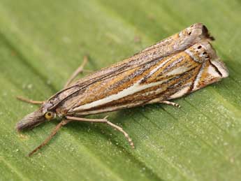 Crambus lathoniellus Zck. adulte - ©Lionel Taurand