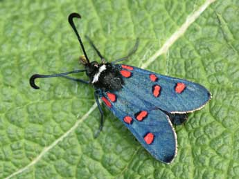 Zygaena lavandulae Esp. adulte - ©Philippe Mothiron