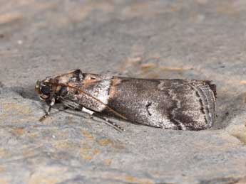 Acrobasis legatea Hw. adulte - ©Philippe Mothiron