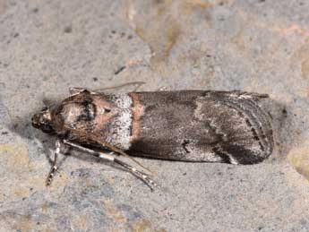 Acrobasis legatea Hw. adulte - ©Philippe Mothiron