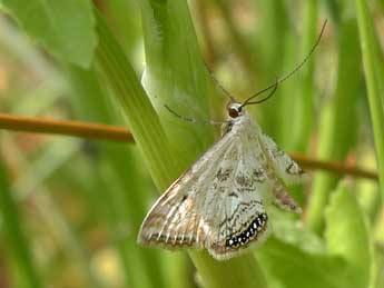 Cataclysta lemnata L. adulte - ©Emmanuelle Champion