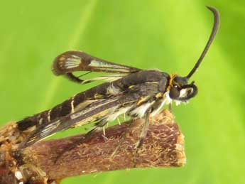 Pyropteron leucomelaenum Z. adulte - ©Rudi Goossens