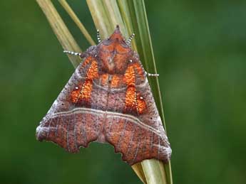 Scoliopteryx libatrix L. adulte - ©Lionel Taurand