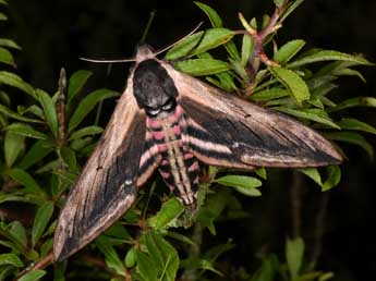 Sphinx ligustri L. adulte - Philippe Mothiron