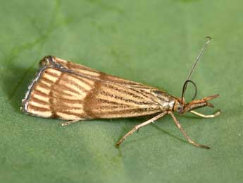 Chrysocrambus linetella F. adulte - ©Philippe Mothiron