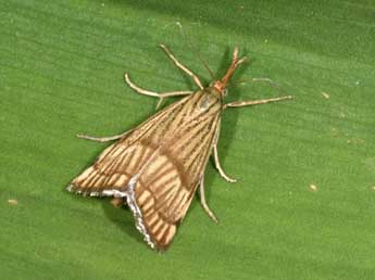 Chrysocrambus linetella F. adulte - Philippe Mothiron