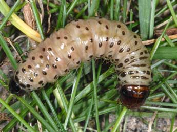  Chenille de Apamea lithoxylaea D. & S. - Wolfgang Wagner, www.pyrgus.de