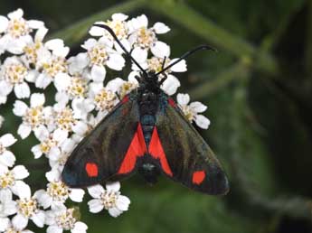 Zygaena transalpina Esp. adulte - Philippe Mothiron