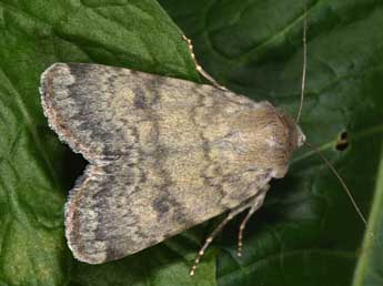 Standfussiana lucernea L. adulte - Philippe Mothiron