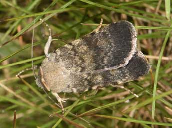 Standfussiana lucernea L. adulte - ©Philippe Mothiron