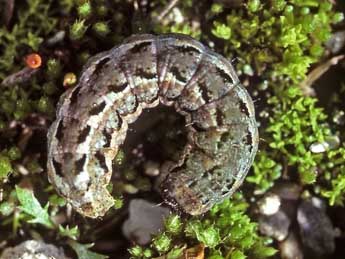  Chenille de Standfussiana lucernea L. - ©Helmut Deutsch