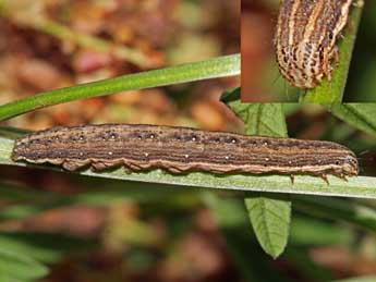  Chenille de Tyta luctuosa D. & S. - ©Jean-Paul Coat