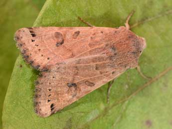 Anchoscelis lunosa Hw. adulte - Philippe Mothiron