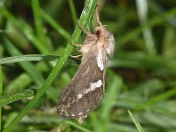 Korscheltellus lupulinus L. adulte - Philippe Mothiron