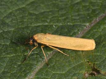 Indalia lutarella L. adulte - ©Philippe Mothiron