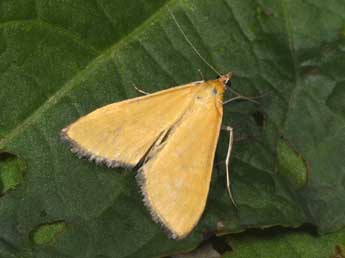 Mecyna lutealis Dup. adulte - ©Philippe Mothiron