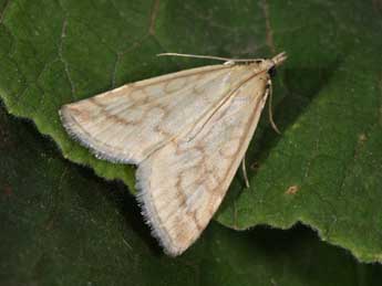 Udea lutealis Hb. adulte - Philippe Mothiron