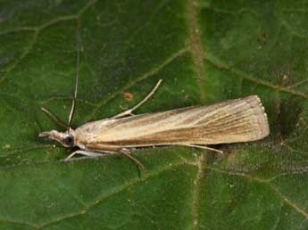 Catoptria lythargyrella Hb. adulte - Philippe Mothiron