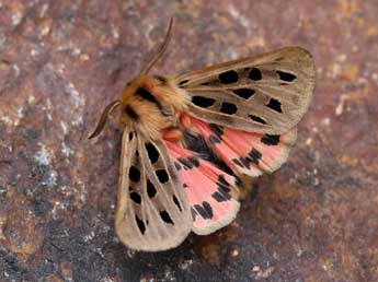 Chelis maculosa D. & S. adulte - ©Lionel Taurand