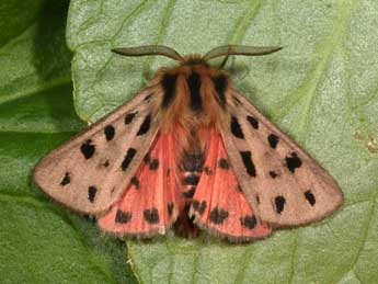 Chelis maculosa D. & S. adulte - ©Philippe Mothiron