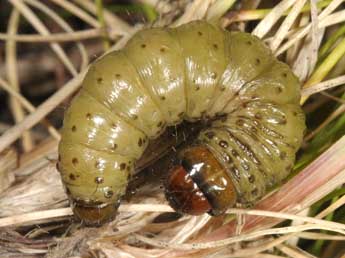  Chenille de Apamea maillardi Gey. - ©Wolfgang Wagner, www.pyrgus.de