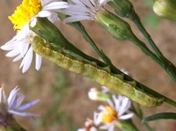  Chenille de Heliothis maritima Grasl. - ©Jean-Alain Guilloton