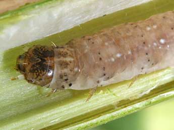  Chenille de Chilodes maritima Tauscher - ©Wolfgang Wagner, www.pyrgus.de