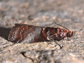 Acrobasis advenella Zck. adulte - Philippe Mothiron