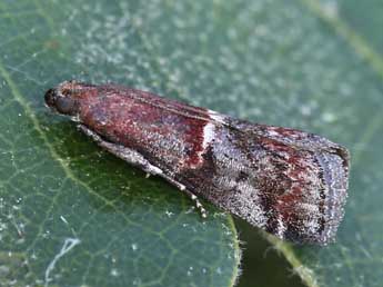 Acrobasis marmorea Hw. adulte - ©Lionel Taurand