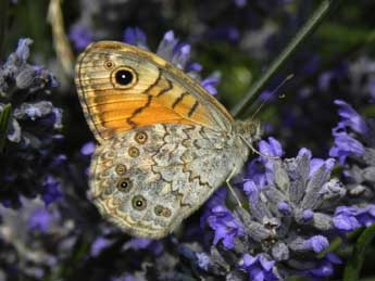 Lasiommata megera L. adulte - Philippe Mothiron