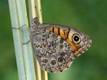 Lasiommata megera L. adulte - ©Lionel Taurand