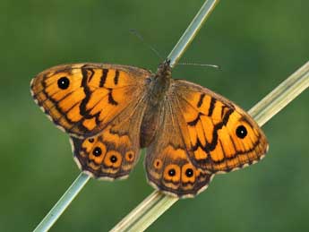 Lasiommata megera L. adulte - ©Lionel Taurand