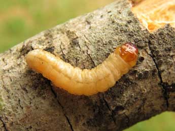  Chenille de Eusphecia melanocephala Dalm. - Ruben Meert