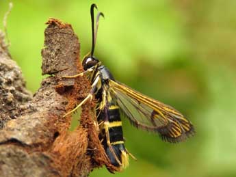 Synanthedon melliniformis Lasp. adulte - Ruben Meert