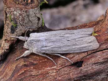 Lithophane merckii Rbr adulte - ©Lionel Taurand