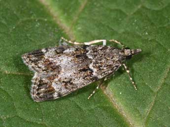 Eudonia mercurella L. adulte - Philippe Mothiron