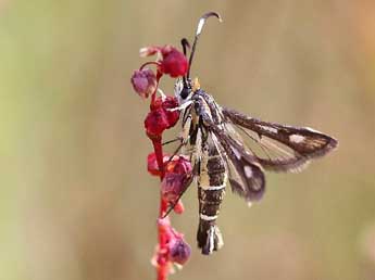 Pyropteron meriaeforme Bsdv. adulte - Dominique Testaert