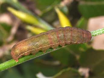  Chenille de Anchoscelis meridionalis Stgr - Philippe Mothiron