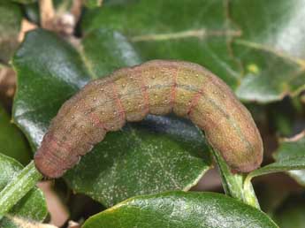  Chenille de Anchoscelis meridionalis Stgr - Philippe Mothiron