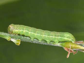  Chenille de Anchoscelis meridionalis Stgr - Philippe Mothiron