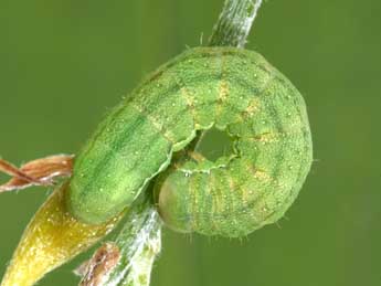  Chenille de Anchoscelis meridionalis Stgr - Philippe Mothiron