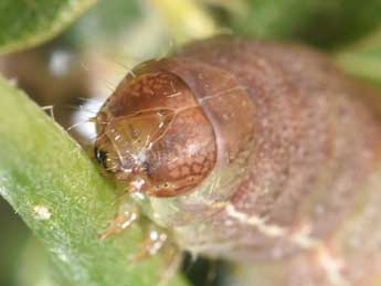  Chenille de Anchoscelis meridionalis Stgr - Philippe Mothiron