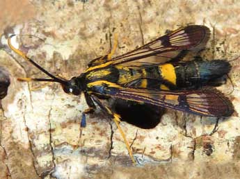 Synanthedon mesiaeformis H.-S. adulte - Rudi Goossens