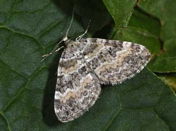 Perizoma minorata Tr. adulte - Philippe Mothiron