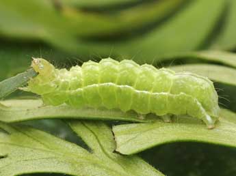  Chenille de Polychrysia moneta F. - ©Lionel Taurand