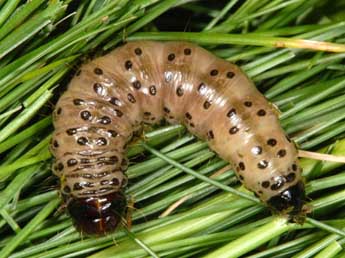  Chenille de Apamea monoglypha Hfn. - ©Wolfgang Wagner, www.pyrgus.de